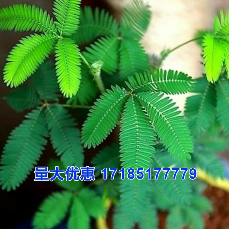 Sementes De Mimosa Pudica, Planta Em Vaso, Plantas Verdes Para Varanda, Sementes De Flores, Sementes De Hortelã, Fáceis De Cultivar Durante As Quatro Estações.  |   Sementes De Plantas Sementes De Plantas Sementes De Plantas