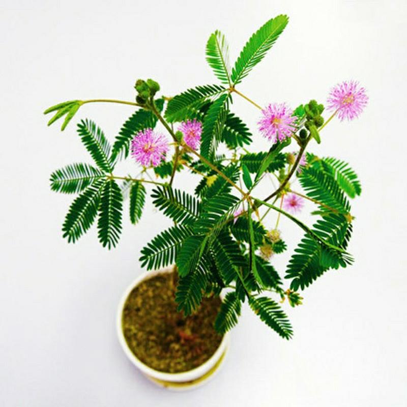 Sementes De Mimosa Pudica – Planta Sensível – Flores E Ervas – Fácil De Cultivar Em Qualquer Estação – Ideal Para Vasos Em Varandas Internas – Pacote Com 30 Sementes  |   Sementes De Plantas Sementes De Plantas Sementes De Plantas