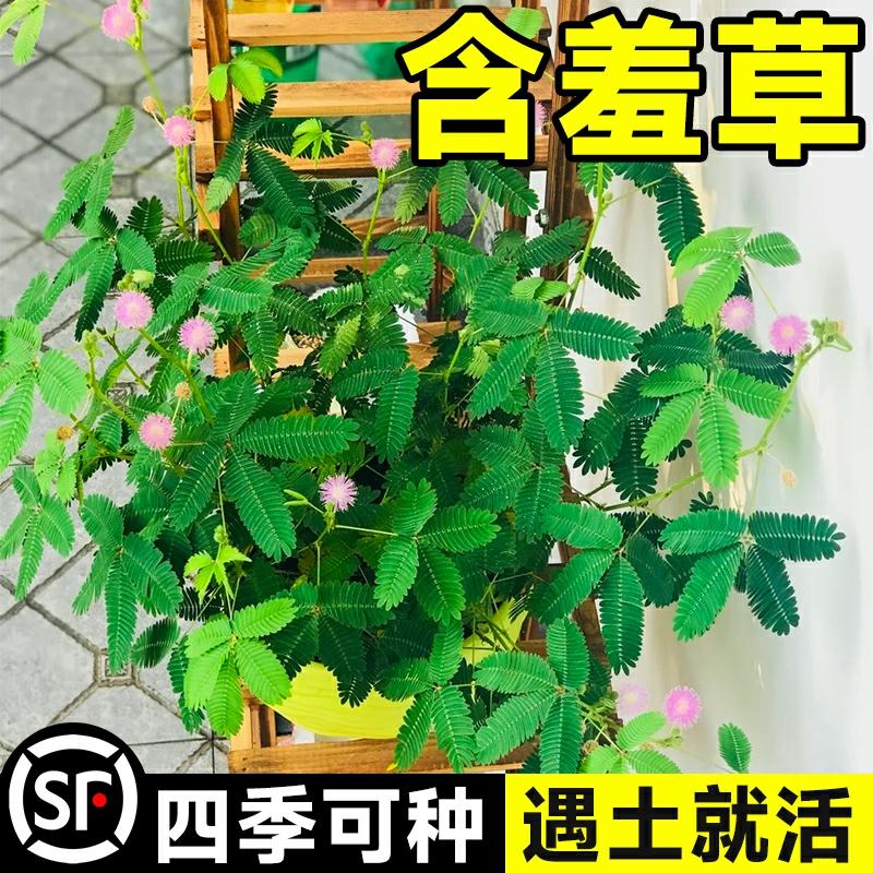 Sementes De Mimosa Pudica – Plantas De Interior Fáceis De Cultivar, Sementes Para Jardinagem Em Quatro Estações, Pequenos Vasos De Flores Verdes.  |   Sementes De Plantas Sementes De Plantas Sementes De Plantas