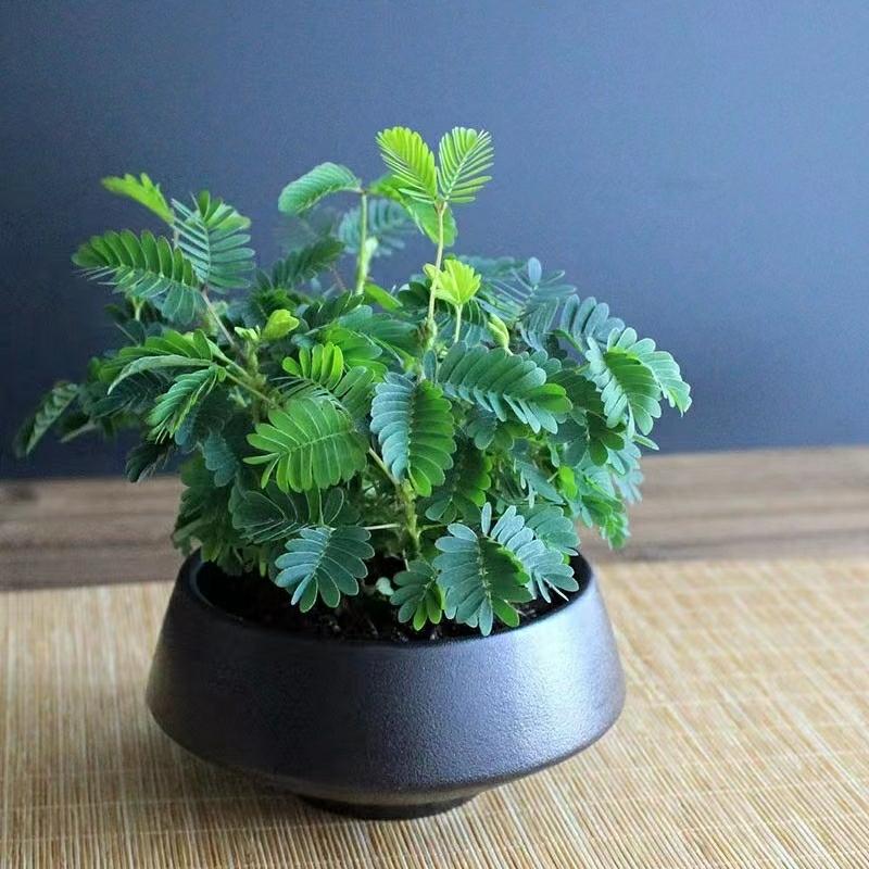 Sementes De Mimosa Pudica – Plantas De Vaso Para Interior E Varanda, Flores Verdes Fáceis De Cultivar Durante Todo O Ano.  |   Sementes De Plantas Sementes De Plantas Sementes De Plantas