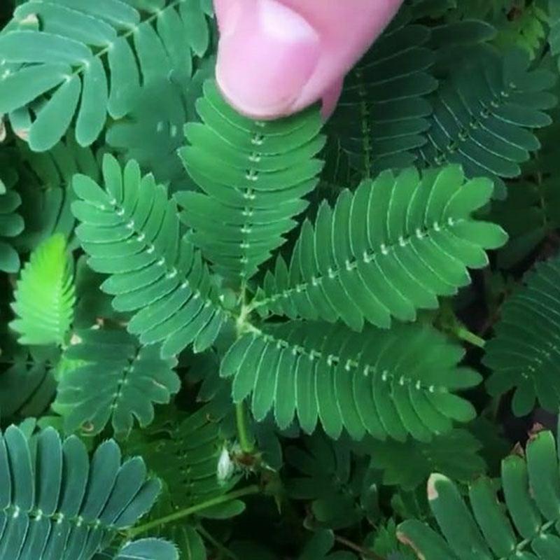 Sementes De Mimosa Sensitiva Para Plantar Em Pequenos Vasos – Plantas De Interior, Grama E Sementes Divertidas De Mimosa Sensitiva.  |   Sementes De Plantas Sementes De Plantas Sementes De Plantas