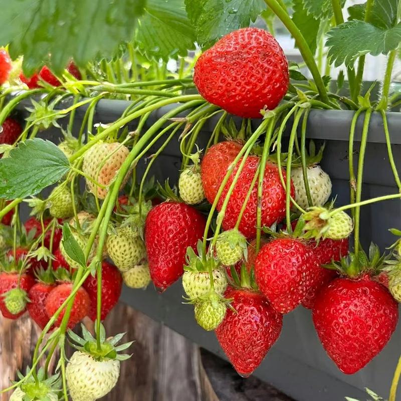 Sementes De Morango Branco De Quatro Estações, Sementes De Frutas E Vegetais, Morango Vermelho “Akihime” Para Cultivo Em Vasos E Plantas De Varanda.  |   Sementes De Frutas Sementes De Frutas Sementes De Frutas