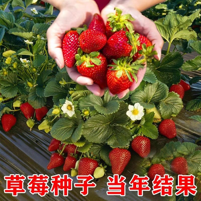 Sementes De Morango De Dandong Para Cultivo Em Vaso, Plantas De Fácil Manutenção Para Interiores E Exteriores, Frutas Que Florescem Durante As Quatro Estações, Plantas Verdes E Flores.  |   Sementes De Plantas Sementes De Plantas Sementes De Plantas