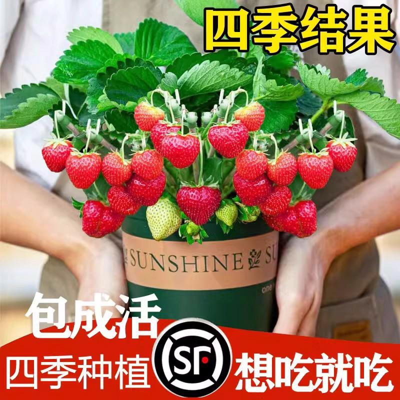 Sementes De Morango, Florescendo E Frutificando Durante Todo O Ano, Plantas De Vaso Para Vegetais E Frutas, Ideais Para Varandas E Ambientes Internos No Outono E Inverno. Sementes De Flores De Morango.  |   Sementes De Plantas Sementes De Plantas Sementes De Plantas