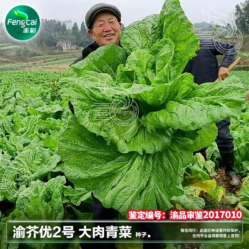 Sementes De Mostarda De Sichuan Para Picles, Sementes De Vegetais De Outono, Semeio Após O Outono, Sementes De Vegetais De Quatro Estações Para O Sul.  |   Sementes De Vegetais Sementes De Vegetais Sementes De Vegetais