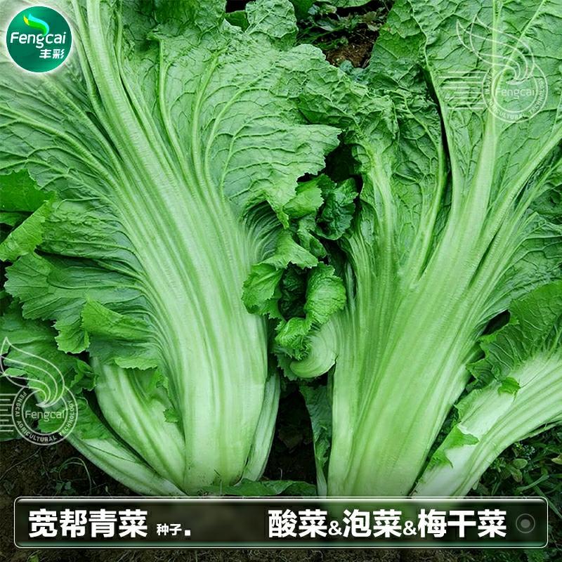 Sementes De Mostarda Doce De Coração Em Quatro Estações, Sementes De Picles De Sichuan, Sementes De Vegetais De Primavera, Sementes De Hortaliças Para Varanda.  |   Sementes De Vegetais Sementes De Vegetais Sementes De Vegetais