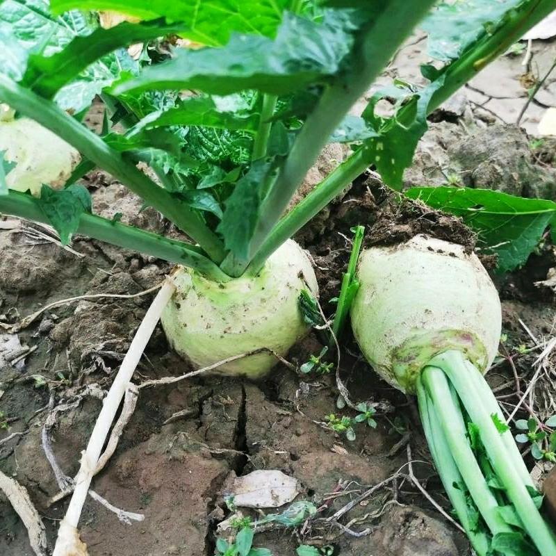 Sementes De Mostarda, Sementes De Nabo, Sementes De Vegetais, Nabo Redondo Verde, Nabo De Raiz Redonda, Sementes De Nabo, Catálogo Completo De Sementes De Vegetais Para Todas As Estações.  |   Sementes De Vegetais Sementes De Vegetais Sementes De Vegetais