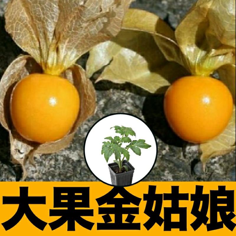 Sementes De Mudas De Tomate-Do-Mato Super Doce, Para Cultivo Em Todas As Estações. Sementes De Physalis Amarelo, Adequadas Para Cultivo Em Estufas, Varandas E Vasos.  |   Sementes De Frutas Sementes De Frutas Sementes De Frutas