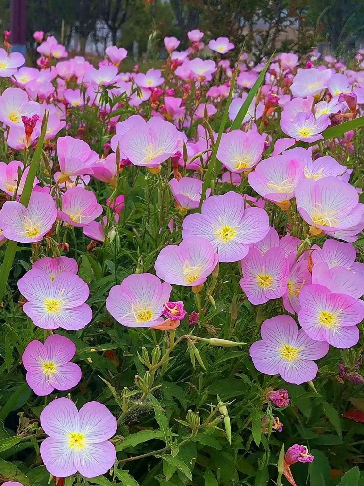 Sementes De Oenothera Bonitas Para Cultivo, Flores De Sementes, Semeio Durante As Quatro Estações, Florescimento Perene, Resistente Ao Frio, Ideal Para Jardins, Áreas Externas E Varandas.  |   Sementes De Plantas Sementes De Plantas Sementes De Plantas