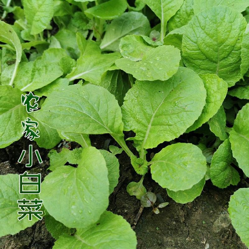 Sementes De Pak Choi Para Cultivo Em Vasos No Verão, Vegetais Germinados Para O Jardim Na Varanda, Hortaliças De Quatro Estações E Sementes De Vegetais De Outono.  |   Sementes De Vegetais Sementes De Vegetais Sementes De Vegetais