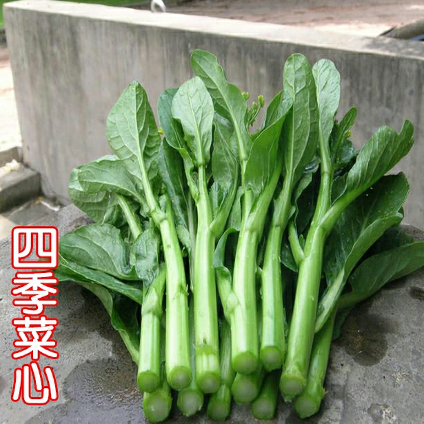 Sementes De Pak Choi Quatro Estações: Sementes De Vegetais De Outono E Inverno, Sementes De Verduras De Guangdong Para Cultivo Em Vasos Na Região Sul.  |   Sementes De Vegetais Sementes De Vegetais Sementes De Vegetais