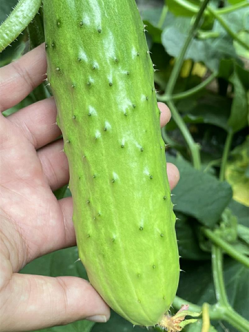 Sementes De Pepino Amarelo Da China, Sementes De Vegetais, Sementes De Pepino Seco, Sementes De Pepino Para Todas As Estações, Mudas De Pepino Para Cultivo Em Vasos No Outono.  |   Sementes De Vegetais Sementes De Vegetais Sementes De Vegetais