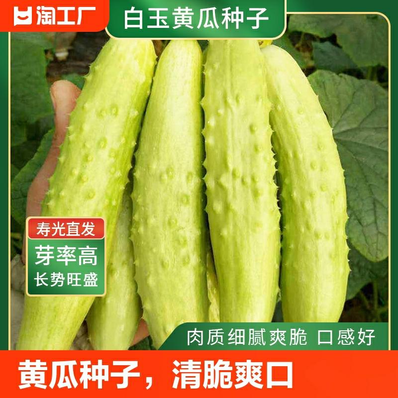 Sementes De Pepino Baiyu Da Academia Chinesa De Ciências – Sementes De Vegetais Híbridos De Alta Produtividade E Resistência A Doenças Para Cultivo Em Todas As Estações, Ideal Para Varandas Na Primavera.  |   Sementes De Frutas Sementes De Frutas Sementes De Frutas