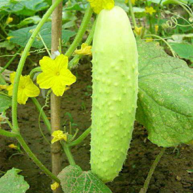 Sementes De Pepino Branco, Sementes De Frutas E Vegetais, Sementes De Pepino Para A Primavera E Todas As Estações, Sementes De Pepino Caseiro, Sementes De Pepino Branco Jade.  |   Sementes De Frutas Sementes De Frutas Sementes De Frutas