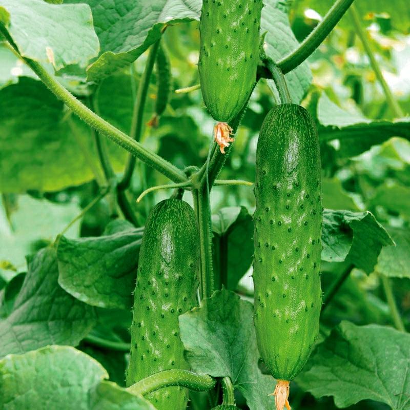 Sementes De Pepino Crocante Da Primavera E Outono, Pepino Amarelo, Pepino Seco Do Nordeste, Vegetais Fáceis De Cultivar, Sementes De Frutas E Legumes.  |   Sementes De Frutas Sementes De Frutas Sementes De Frutas