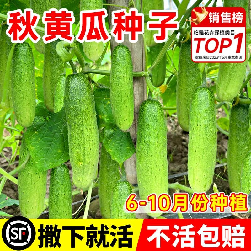 Sementes De Pepino De Outono De Tangshan, Cultivo De Pepino Crocante Em Vasos De Varanda, Sementes De Vegetais De Verão, Guia Completo De Sementes De Frutas.  |   Sementes De Vegetais Sementes De Vegetais Sementes De Vegetais