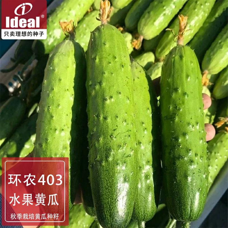 Sementes De Pepino-Fruto Huangxiang, Sementes De Pepino-Fruto, Sementes De Pepino Ideal Para Agricultura Ideal E Sementes Ideais.  |   Sementes De Frutas Sementes De Frutas Sementes De Frutas