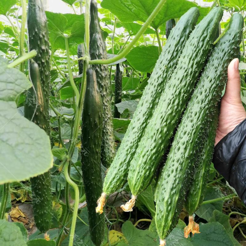 Sementes De Pepino Fuyang 35, Mudas De Pepino, Variedades Antigas Para Outono E Inverno, Brilhantes E Oleosas, Sementes De Primavera Para Vegetais De Alta Temperatura No Outono.  |   Sementes De Vegetais Sementes De Vegetais Sementes De Vegetais