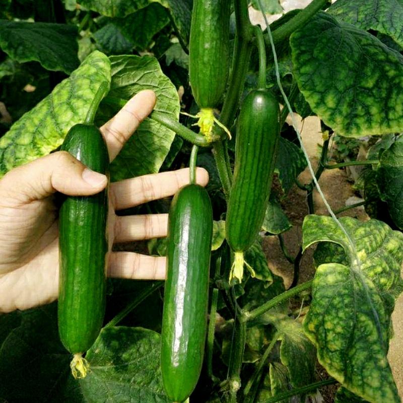 Sementes De Pepino Holandês De Fruta Verde Jade, Pepino Pequeno Doce E Crocante Sem Espinhos, Sementes De Vegetais E Frutas Para Cultivo Durante Todas As Estações.  |   Sementes De Frutas Sementes De Frutas Sementes De Frutas