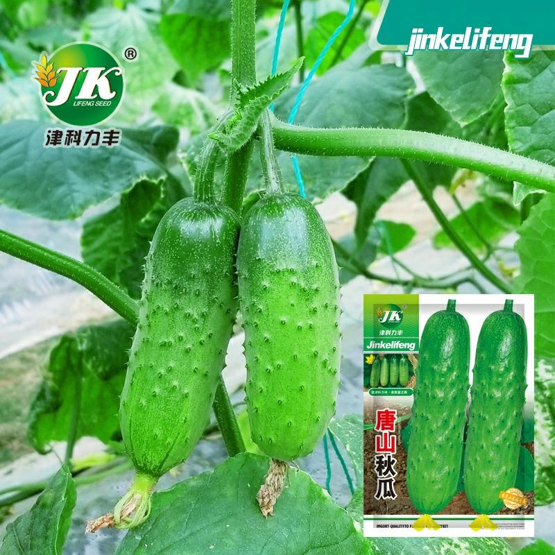 Sementes De Pepino Huangguan Da Cidade De Tangshan, Sementes De Vegetais De Quatro Estações, Sementes De Frutas E Legumes, Sementes Para Cultivo Em Varandas Na Primavera E No Outono.  |   Sementes De Frutas Sementes De Frutas Sementes De Frutas