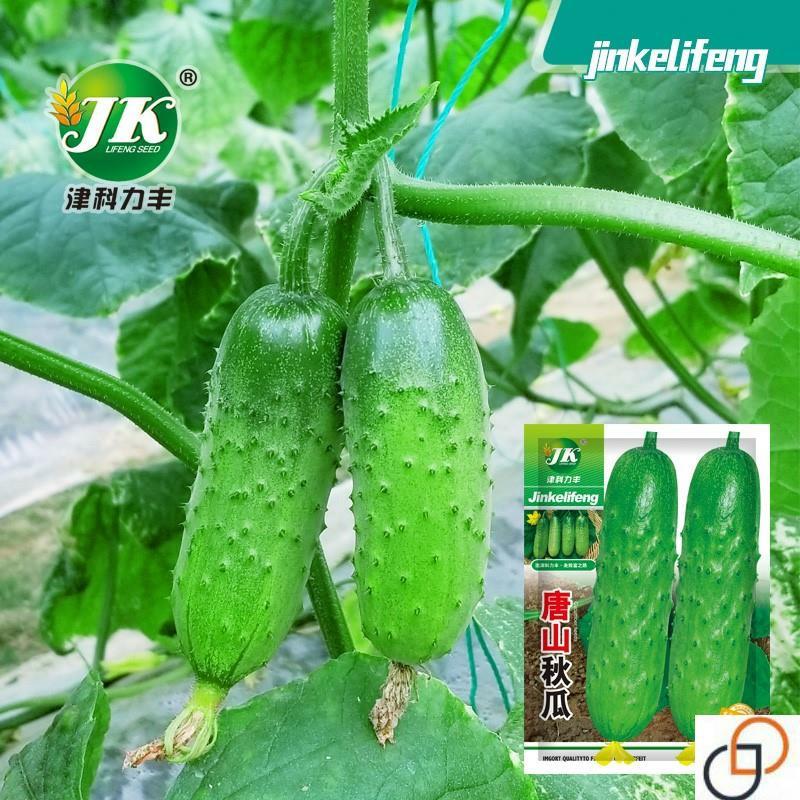 Sementes De Pepino Huangguan De Tangshan, Sementes De Vegetais E Frutas Para Todas As Estações, Sementes De Hortaliças Para Cultivo Em Varandas Na Primavera E No Outono.  |   Sementes De Frutas Sementes De Frutas Sementes De Frutas