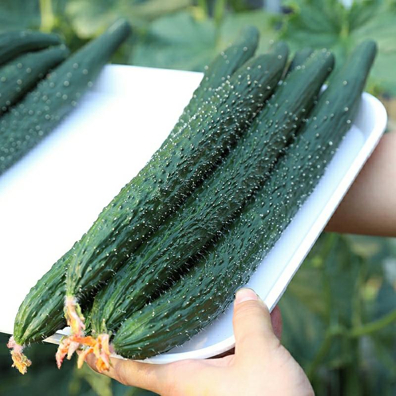 Sementes De Pepino Japonês Tsing Yan No. 4, Pepino Verde Com Polpa Suave, Sementes De Horta Para Primavera, Verão E Outono, Cultivo De Vegetais Em Casa.  |   Sementes De Frutas Sementes De Frutas Sementes De Frutas