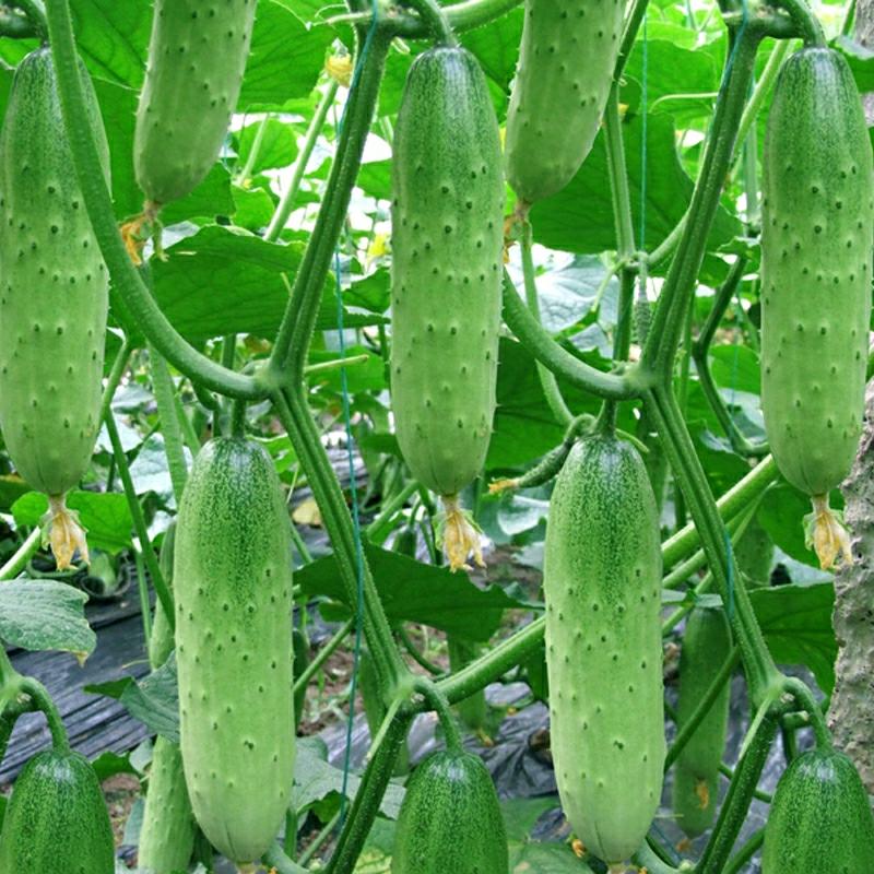 Sementes De Pepino, Pepino Verde, Colheita De Frutas, Pátio, Varanda, Plantio Durante As Quatro Estações, Cultivo De Frutas E Vegetais, Sementes De Pepino De Primavera E Outono.  |   Sementes De Frutas Sementes De Frutas Sementes De Frutas