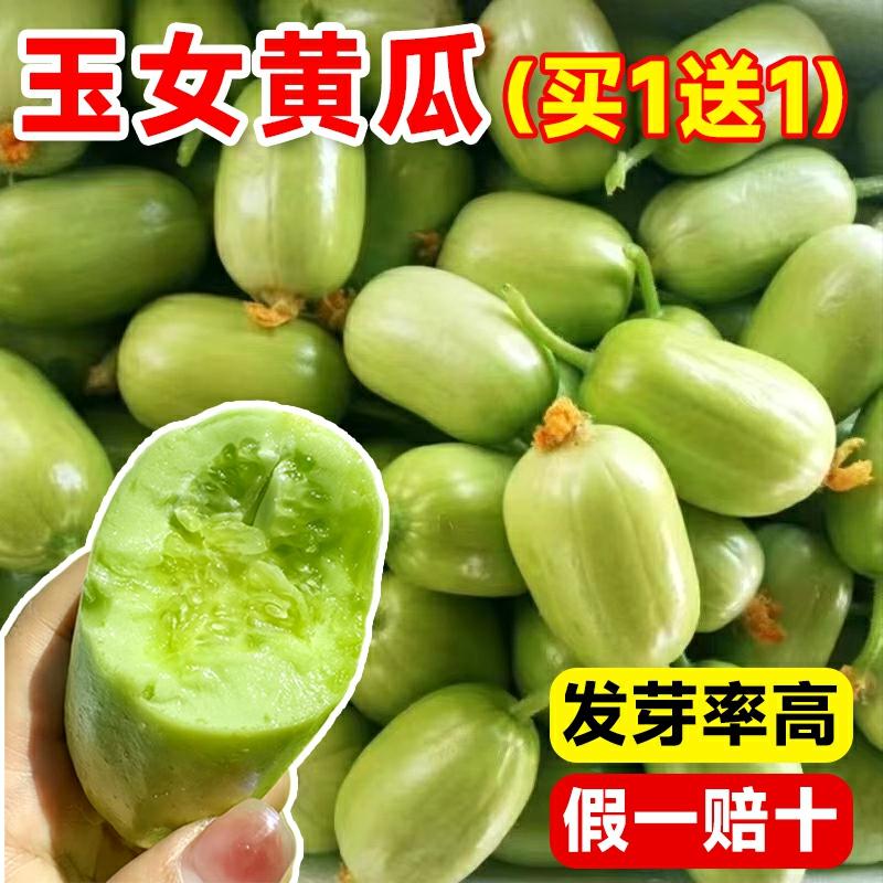 Sementes De Pepino Yu Nv, Sementes De Pepino Jin Tong, Sementes De Pepino Si Ji Qing, Sementes De Vegetais, Mudas De Pepino Para Cultivo Em Vasos No Balcão.  |   Sementes De Vegetais Sementes De Vegetais Sementes De Vegetais