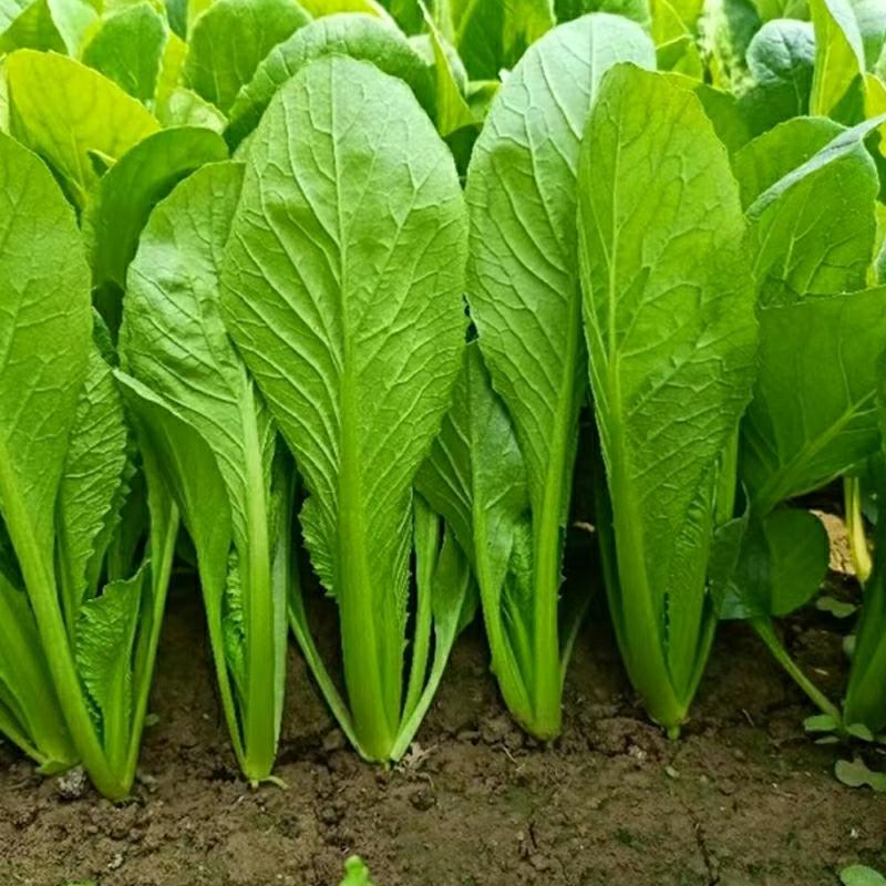 Sementes De Pequena Couve, Sementes De Couve De Quatro Estações, Sementes De Couve Creme, Sementes De Repolho, Sementes De Couve Rápida, Grande Variedade De Sementes De Vegetais.  |   Sementes De Vegetais Sementes De Vegetais Sementes De Vegetais