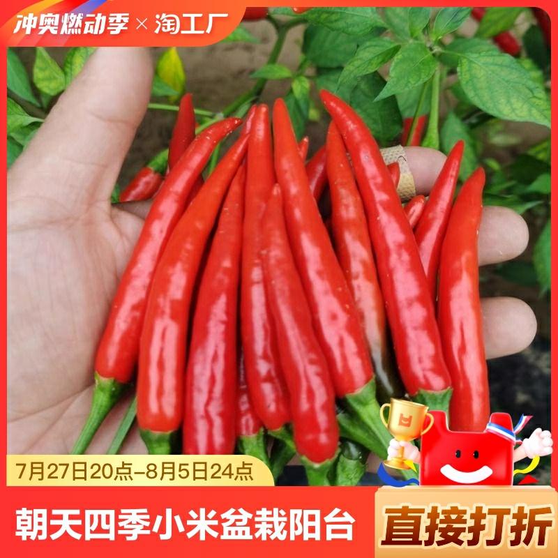 Sementes De Pimenta Chao Tian, Pimenta Linha, Pimenta Pequena De Quatro Estações, Sementes De Pimenta Super Picante Para Cultivo Em Vaso, Pimenta Doce De Primavera, Sementes De Vegetais Variadas Para O Jardim.  |   Sementes De Vegetais Sementes De Vegetais Sementes De Vegetais