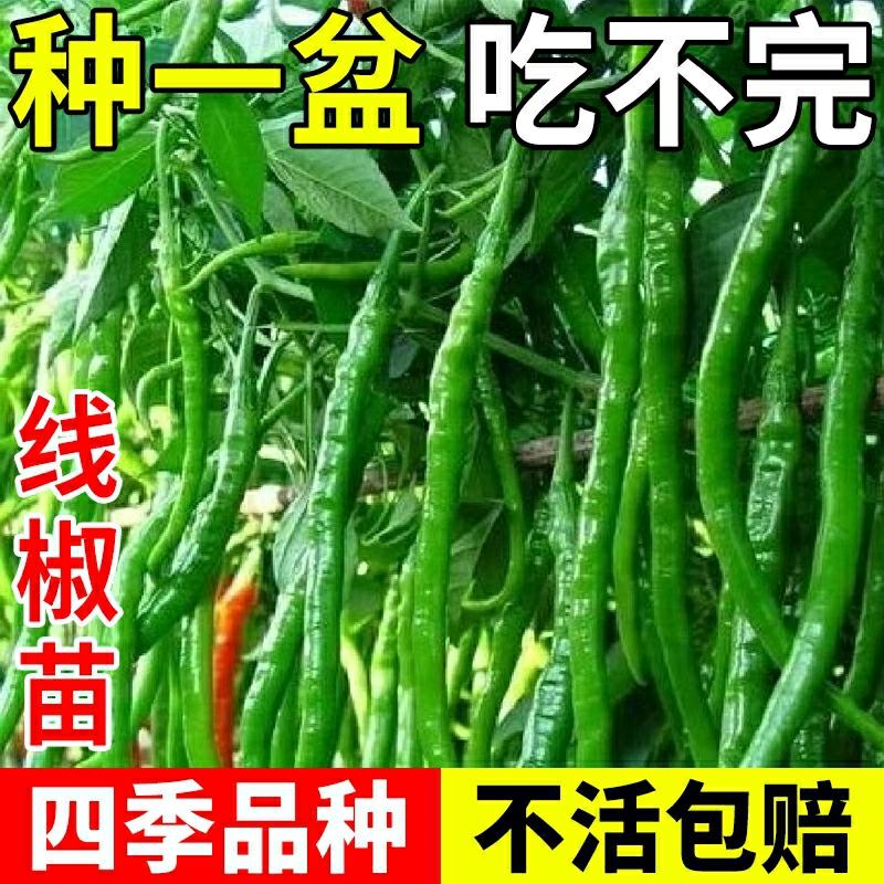 Sementes De Pimenta De Linha, Mudas De Pimenta, Mudas De Pimenta Fina De Hangzhou, Sementes De Pimenta Para Varanda, Mudas De Vegetais De Primavera, Grande Variedade De Sementes De Pimenta.  |   Sementes De Vegetais Sementes De Vegetais Sementes De Vegetais