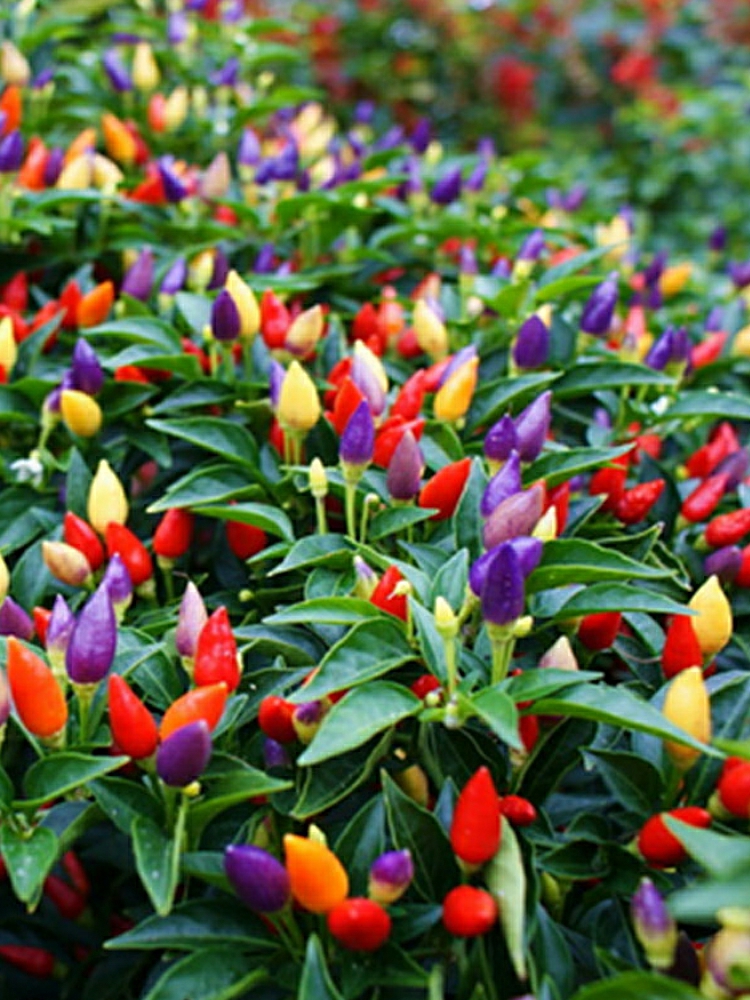 Sementes De Pimenta Pequena, Sementes De Pimenta Picante, Pimenta Do Céu, Pimenta Ornamental, Pimenta Colorida De Guangxi, Mudas De Pimenta, Cultivo Em Vaso, Sementes De Pimenta Multicolorida.  |   Sementes De Vegetais Sementes De Vegetais Sementes De Vegetais