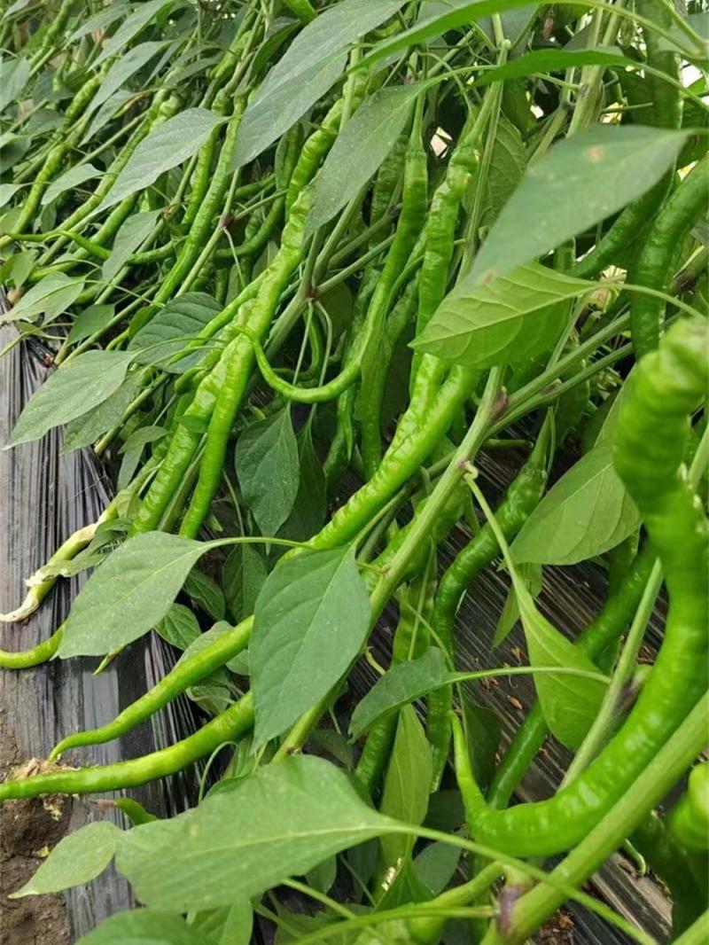 Sementes De Pimenta Super Picante E De Alta Produção – Variedades De Sementes De Pimenta Erjing Tiao Para Cultivo Em Vasos Durante Todas As Estações. Sementes De Vegetais Para A Primavera.  |   Sementes De Vegetais Sementes De Vegetais Sementes De Vegetais