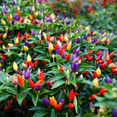 Sementes De Pimentão Colorido, Sementes De Pimenta Arco-Íris, Sementes De Pimenta De Quatro Estações, Sementes De Pimenta Dedo-De-Moça, Mudas De Vegetais, Pimenta Em Vaso.  |   Sementes De Vegetais Sementes De Vegetais Sementes De Vegetais