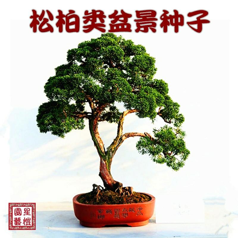 Sementes De Pinheiro De Bonsai, Pinheiro Preto E Cipreste, Plantas Ornamentais Para Cultivo Em Interiores, Flores De Varanda Para Todas As Estações, Fáceis De Cuidar.  |   Sementes De Plantas Sementes De Plantas Sementes De Plantas