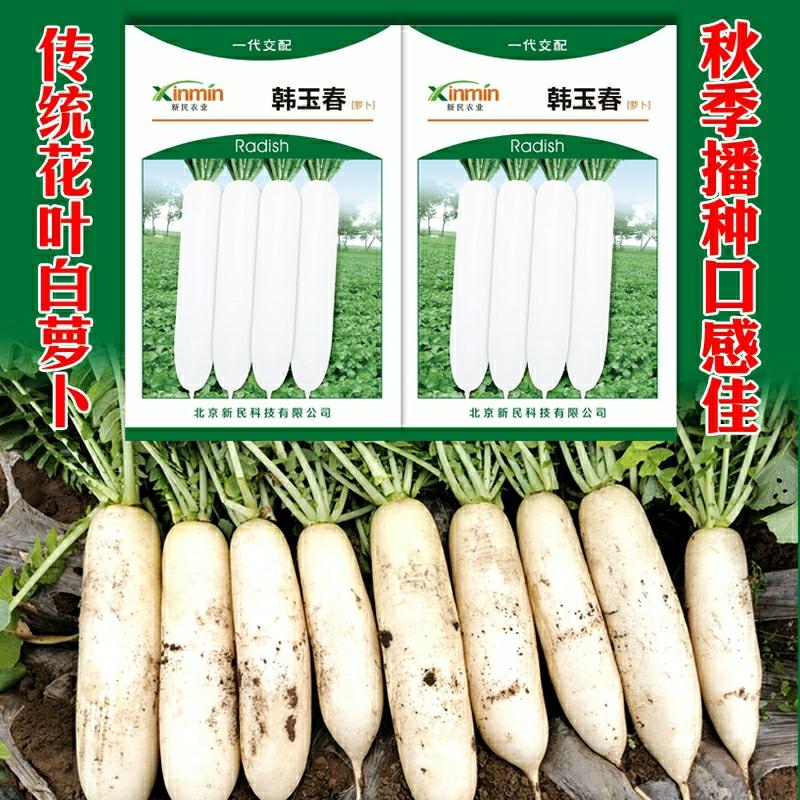 Sementes De Rabanete Branco Han Yuchun – Guia Completo De Sementes De Rabanete Branco Para Todas As Estações, Ideal Para Cultivo No Norte E Sul, Especialmente Para O Outono.  |   Sementes De Vegetais Sementes De Vegetais Sementes De Vegetais