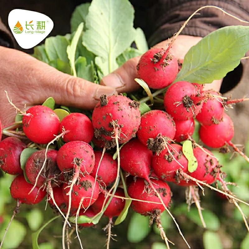 Sementes De Rabanete Cereja: Guia Completo Para Sementes De Frutas E Legumes, Cultivo Em Todas As Estações, Plantio Em Varandas E Vasos De Mini Legumes.  |   Sementes De Vegetais Sementes De Vegetais Sementes De Vegetais