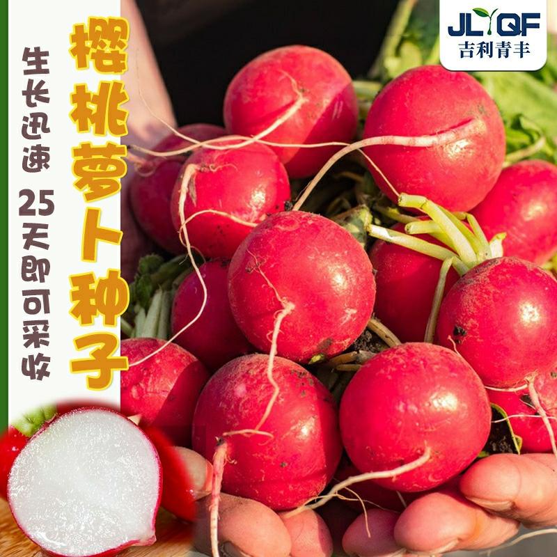 Sementes De Rabanete Cereja Yanghua – Rabanete De Fruta Resistente Ao Calor Para Primavera E Verão – Sementes De Rabanete Vermelho De Crescimento Rápido – Guia Completo De Sementes De Rabanete.  |   Sementes De Vegetais Sementes De Vegetais Sementes De Vegetais