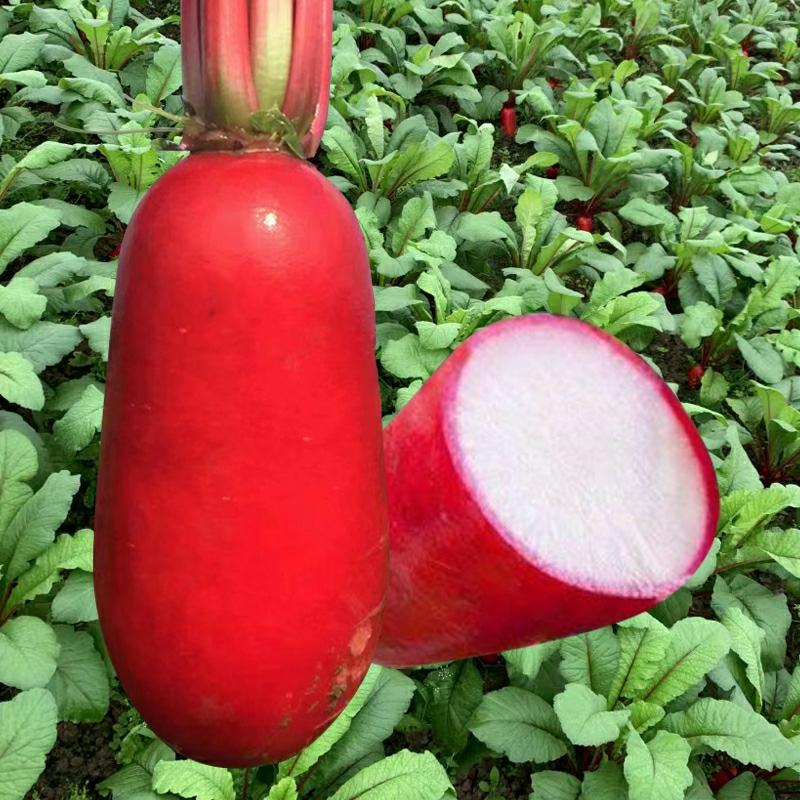 Sementes De Rabanete De Água, Sementes De Rabanete Vermelho, Sementes De Vegetais, Sementes De Hortaliças, Rabanete De Água Doce E Crocante Para O Outono.  |   Sementes De Vegetais Sementes De Vegetais Sementes De Vegetais