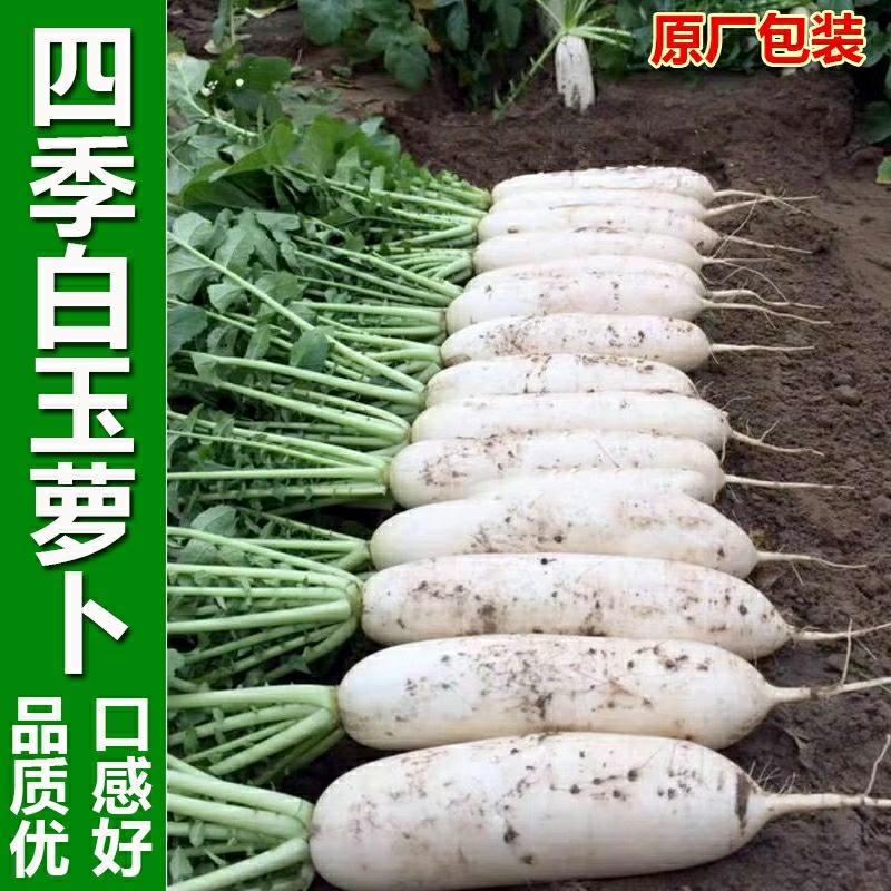 Sementes De Rabanete De Quatro Estações, Rabanete Coreano, Rabanete Branco De Jade, Rabanete Doce E Crocante, Sementes De Rabanete Branco De Alta Produtividade, Sementes De Vegetais Caseiros.  |   Sementes De Vegetais Sementes De Vegetais Sementes De Vegetais