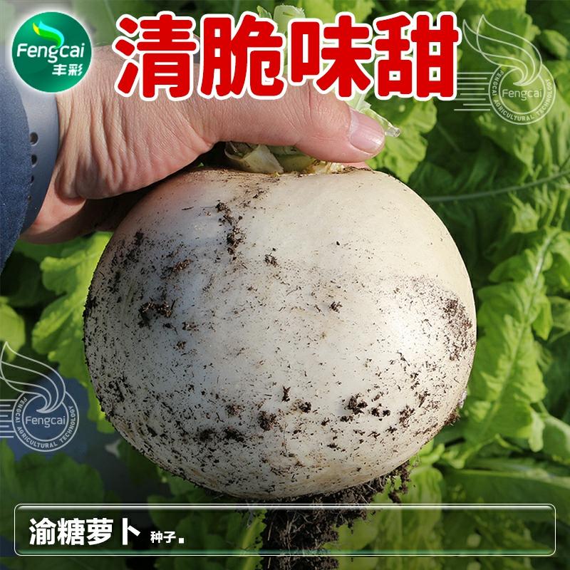 Sementes De Rabanete Doce De Gelo – Sementes De Rabanete Sichuan Primavera Eterna – Sementes De Rabanete Para Outono – Sementes De Vegetais De Quatro Estações – Grande Coleção De Sementes De Rabanete  |   Sementes De Vegetais Sementes De Vegetais Sementes De Vegetais