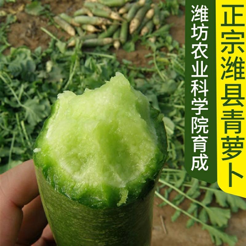 Sementes De Rabanete Qingluo De Weixian Para O Verão E Outono, Sementes Doces De Frutas, Sementes De Rabanete De Shawo De Tianjin, Origem De Sementes De Jianzhi.  |   Sementes De Vegetais Sementes De Vegetais Sementes De Vegetais