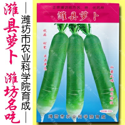 Sementes De Rabanete Verde-Frutado Para Consumo Cru, Híbrido De Rabanete De Shawo De Weifang, Disponível Nas Estações De Outono E Primavera. Rabanete De Weixian.  |   Sementes De Vegetais Sementes De Vegetais Sementes De Vegetais