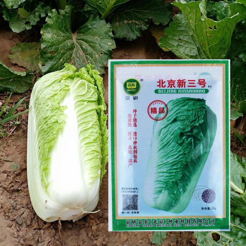 Sementes De Repolho Beijing Xin 3, Sementes Para Armazenamento De Outono E Inverno, Sementes De Vegetais Para Cultivo No Inverno.  |   Sementes De Vegetais Sementes De Vegetais Sementes De Vegetais