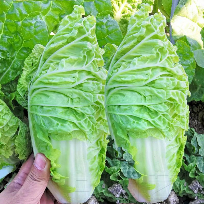 Sementes De Repolho Branco Jinjin, Sementes De Bok Choy, Sementes De Acelga Rápida, Vegetais De Maturação Precoce Para Primavera, Verão, Outono E Inverno, Sementes De Vegetais De Quatro Estações.  |   Sementes De Vegetais Sementes De Vegetais Sementes De Vegetais