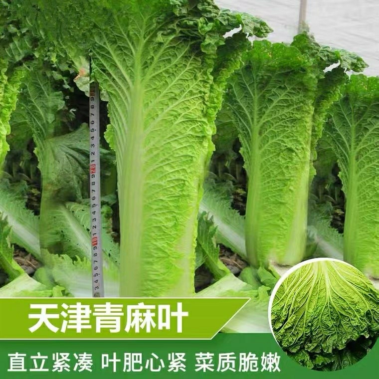 Sementes De Repolho De Folhas Verdes Tianjin, Variedade De Folhas Largas, Para Cultivo No Outono, Ideal Para Semeadura Durante Todo O Ano.  |   Muda Muda Muda