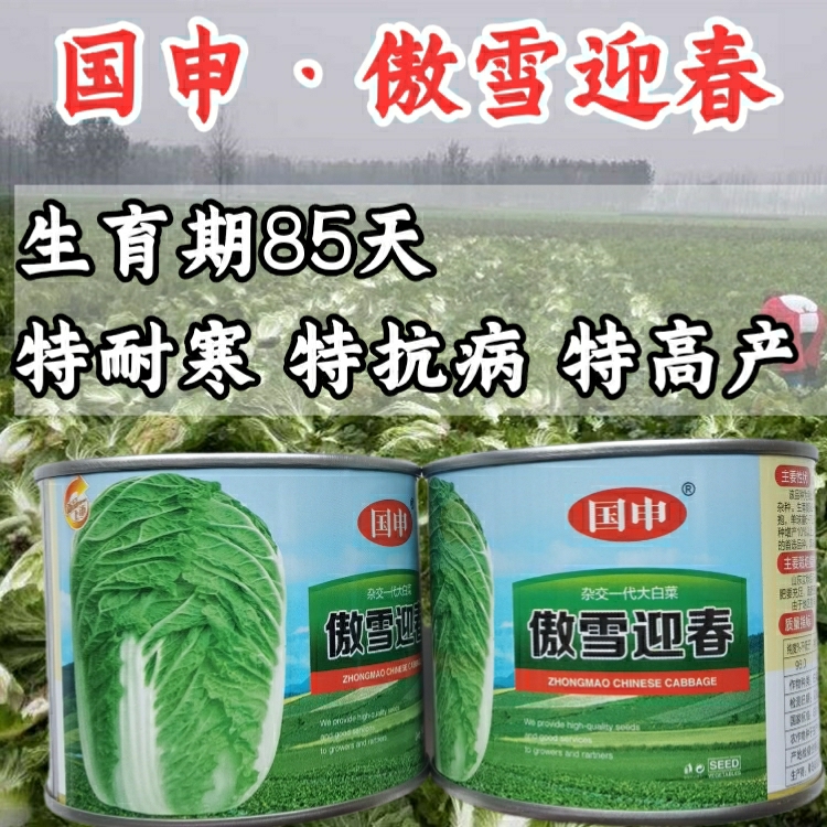 Sementes De Repolho De Inverno “Ao Xue Ying Chun” – 85 Dias, Altamente Resistentes Ao Frio, Doenças E De Alta Produtividade. Sementes De Repolho De Shandong Para Armazenamento De Inverno.  |   Sementes De Vegetais Sementes De Vegetais Sementes De Vegetais