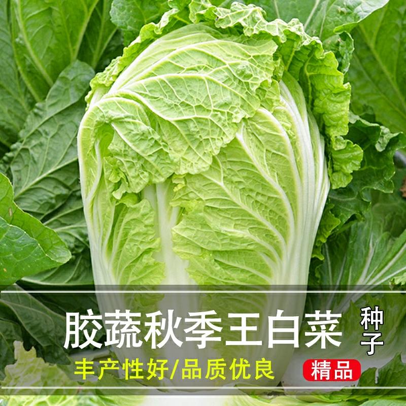 Sementes De Repolho De Shandong Jiaozhou, Armazenamento De Inverno, Variedades Precoces E De Alta Produtividade, Sementes De Repolho Para Primavera, Verão E Outono, Vegetais Caseiros.  |   Sementes De Vegetais Sementes De Vegetais Sementes De Vegetais