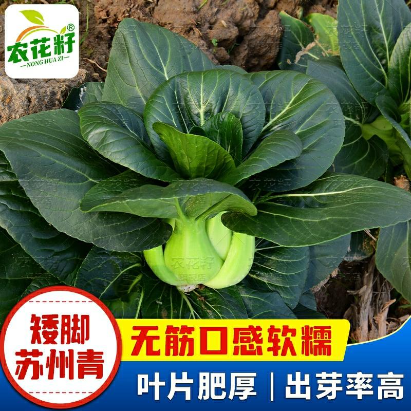 Sementes De Repolho Preto De Suzhou, Sementes De Vegetais De Folhas Escuras, Sementes De Vegetais Para Cultivo Em Vasos Na Varanda.  |   Sementes De Vegetais Sementes De Vegetais Sementes De Vegetais