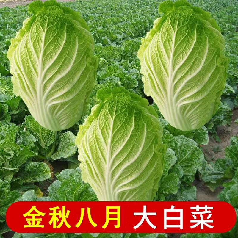 Sementes De Repolho Resistente Ao Calor – Sementes De Repolho Chinês Para Cultivo Durante As Quatro Estações – Sementes De Vegetais De Repolho – Sementes Para Outono, Inverno E Verão – Shandong  |   Sementes De Vegetais Sementes De Vegetais Sementes De Vegetais